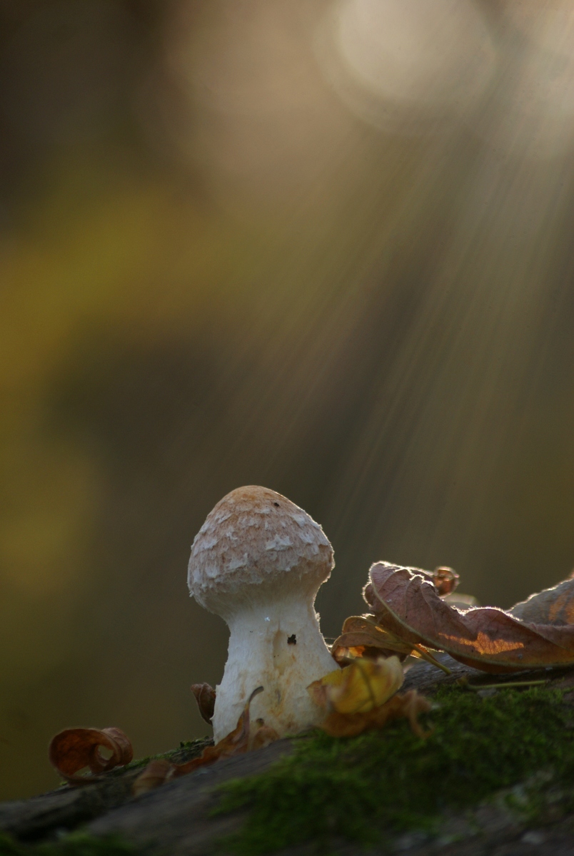Laczkó-Magyar György