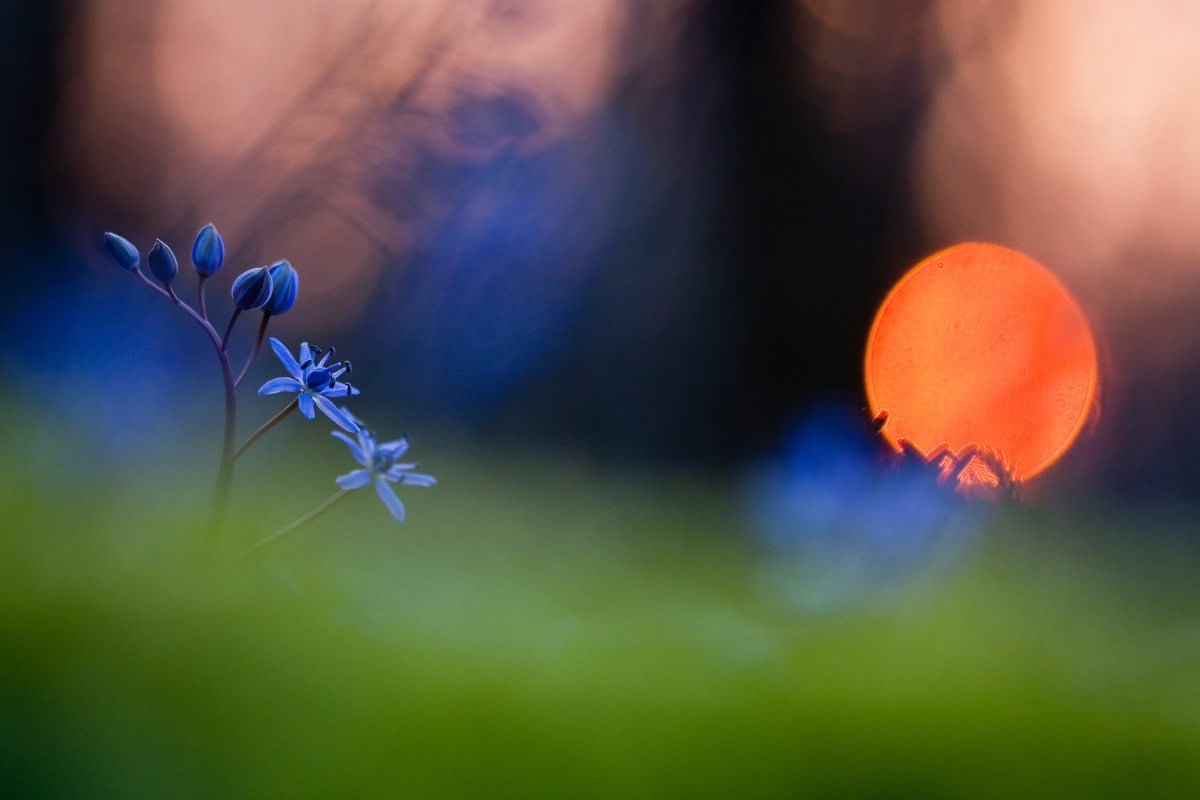 Sándor-Tóth Zsuzsanna