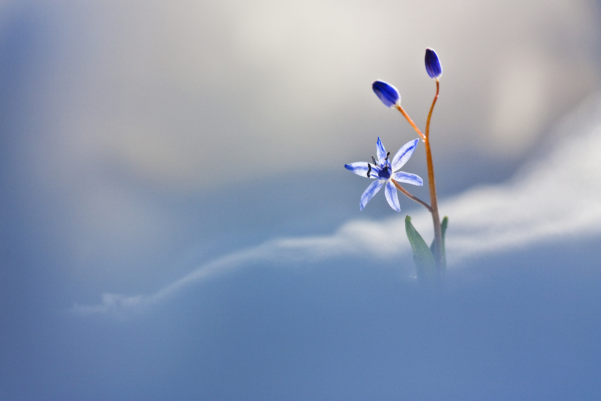 Sándor-Tóth Zsuzsanna