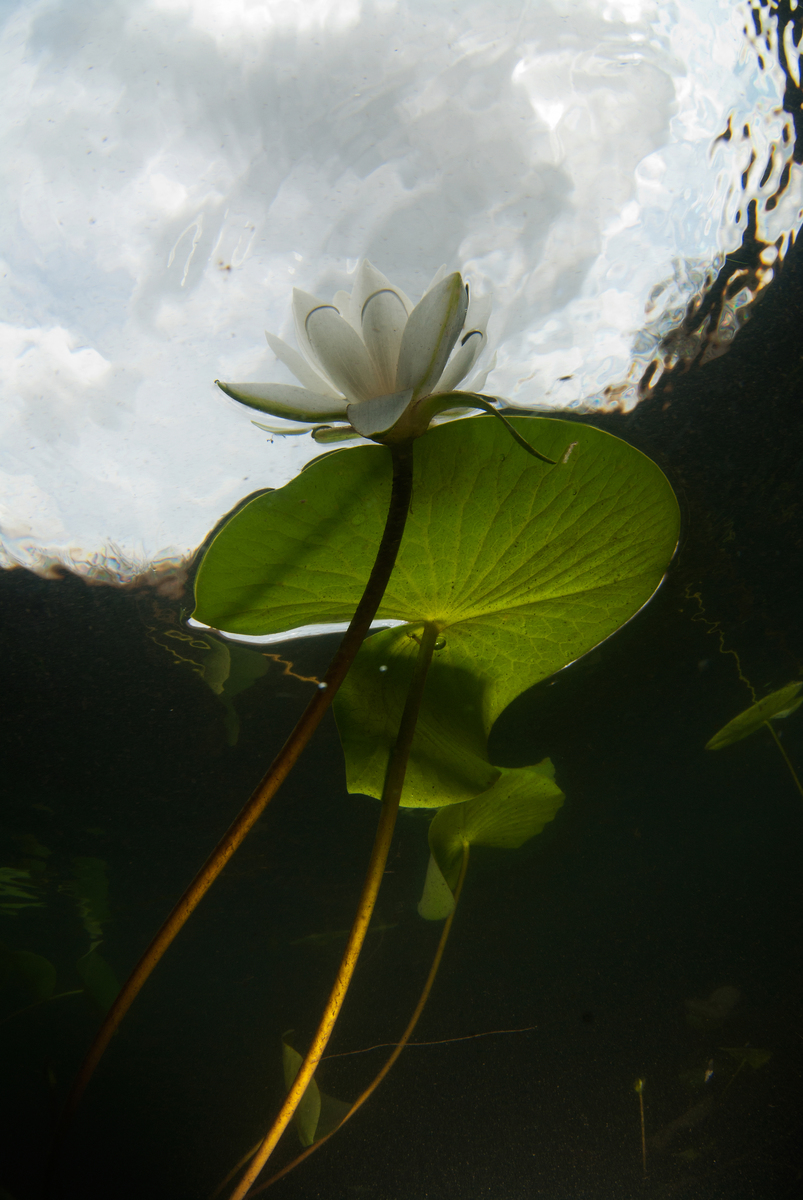 Násfayné Kőházi Mária