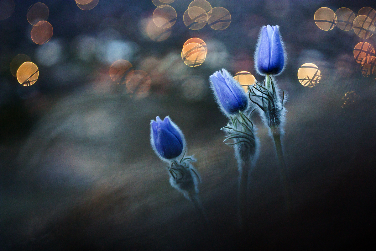 Sándor-Tóth Zsuzsanna