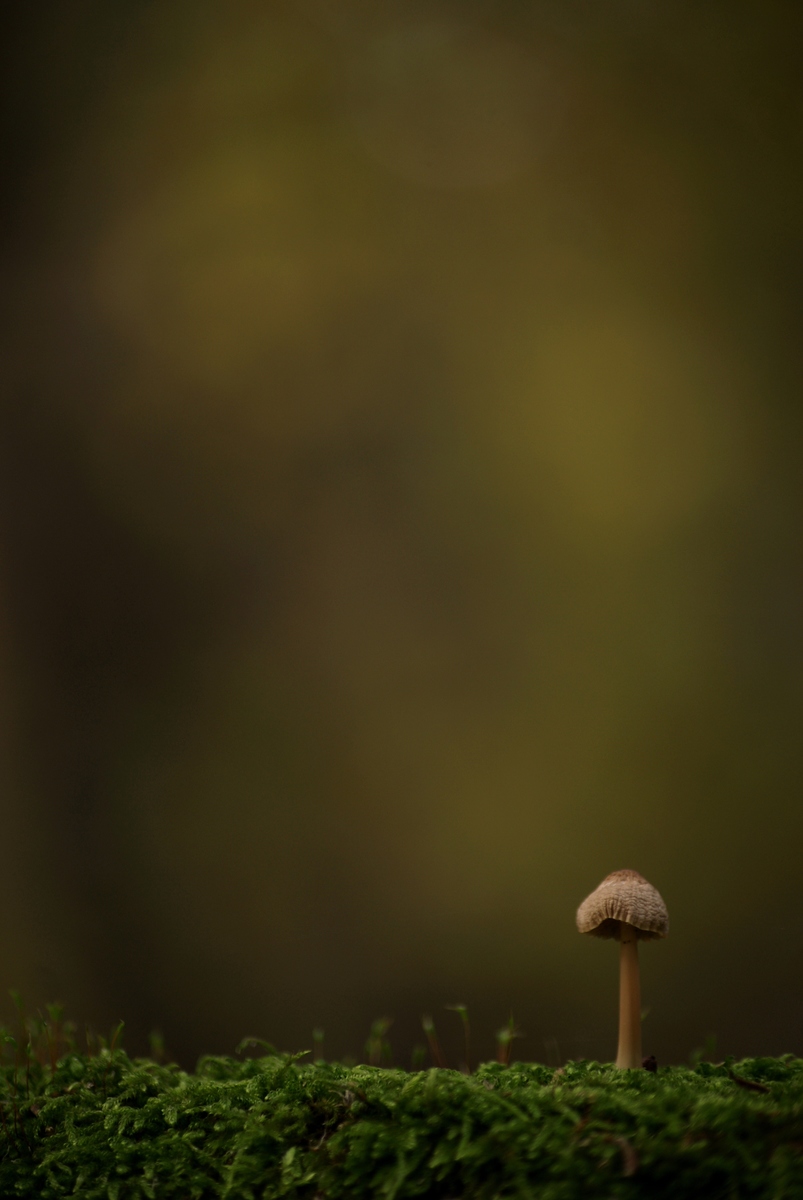 Laczkó-Magyar György