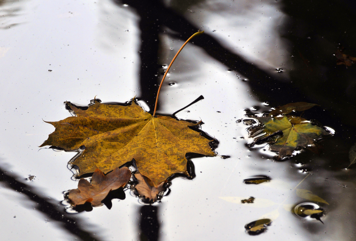 Gaál Zoltán Péter