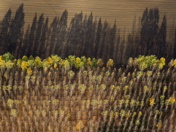 Nyomok és árnyékok