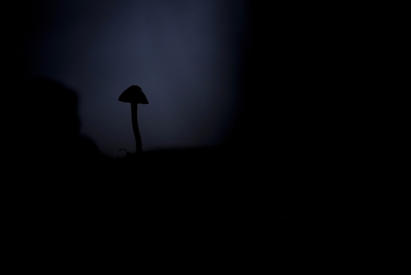 Árnyékból a fénybe