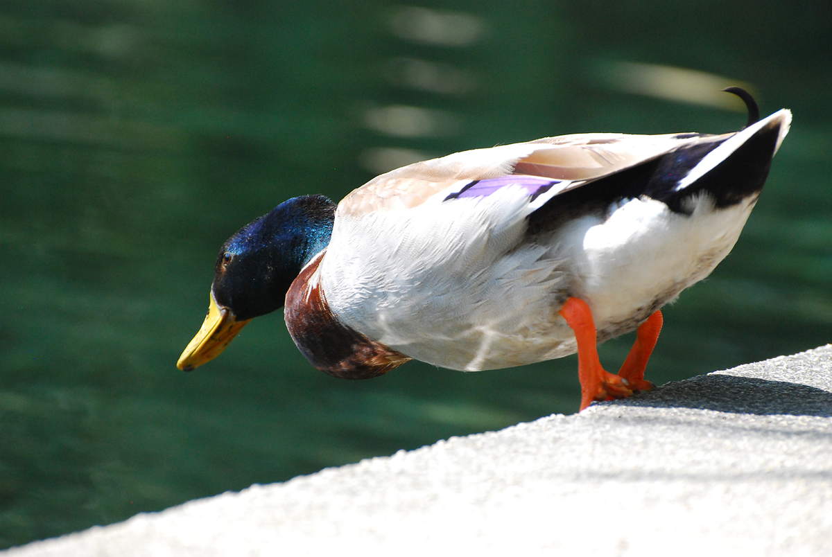 Gaál Zoltán Péter