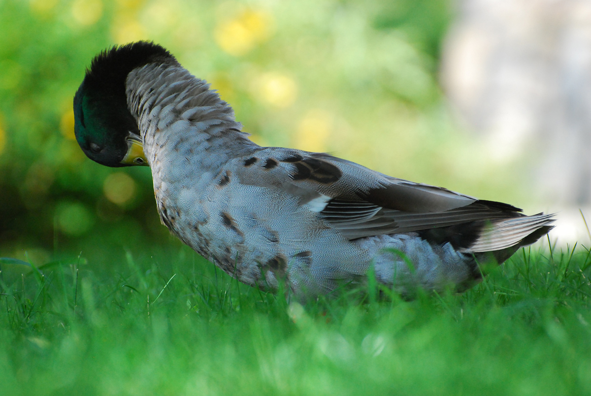 Gaál Zoltán Péter