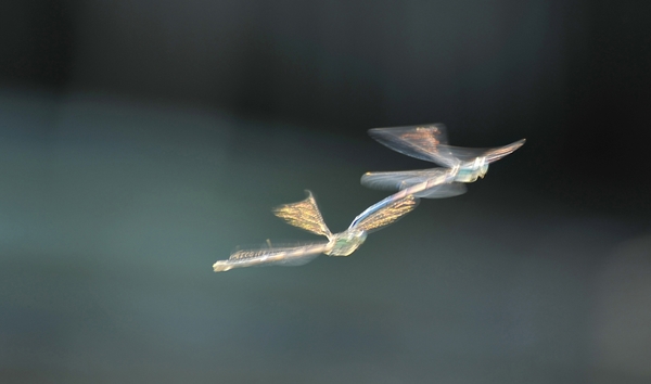 Szitakötő illúzió