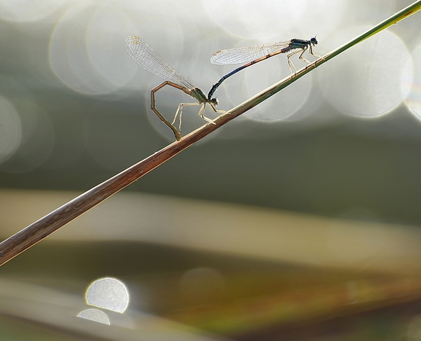 Szeszélyes szerelem