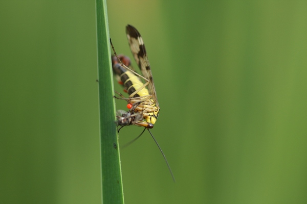 A skorpiólégy reggelije