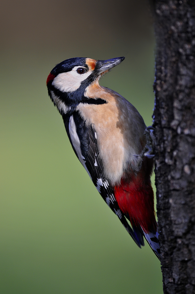 Gaál Zoltán Péter