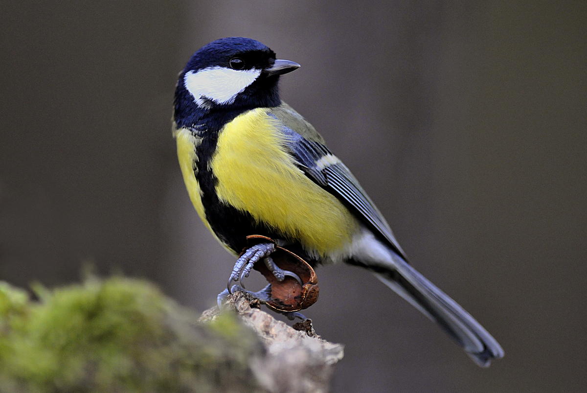 Gaál Zoltán Péter