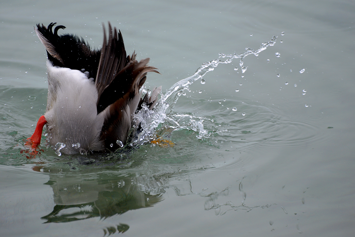 Gaál Zoltán Péter