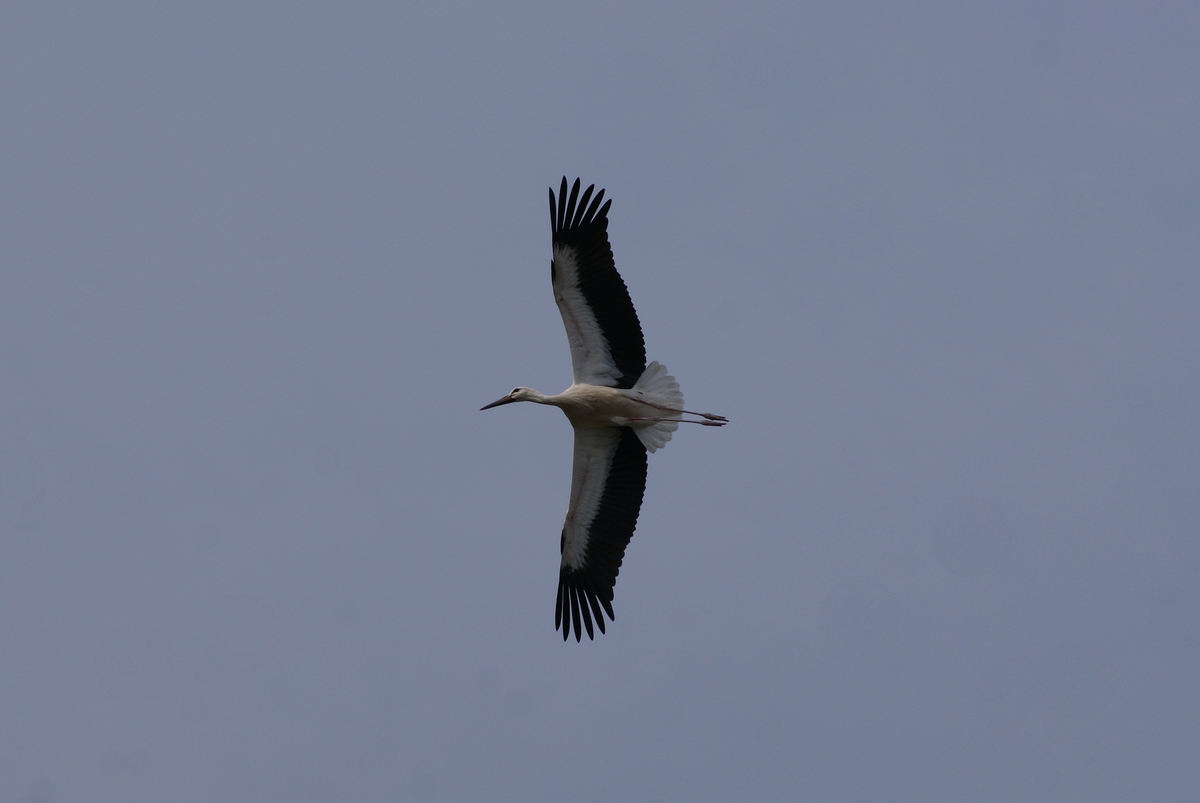 Laczkó-Magyar György