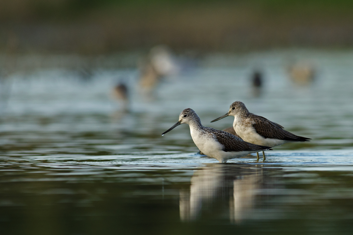 Násfayné Kőházi Mária