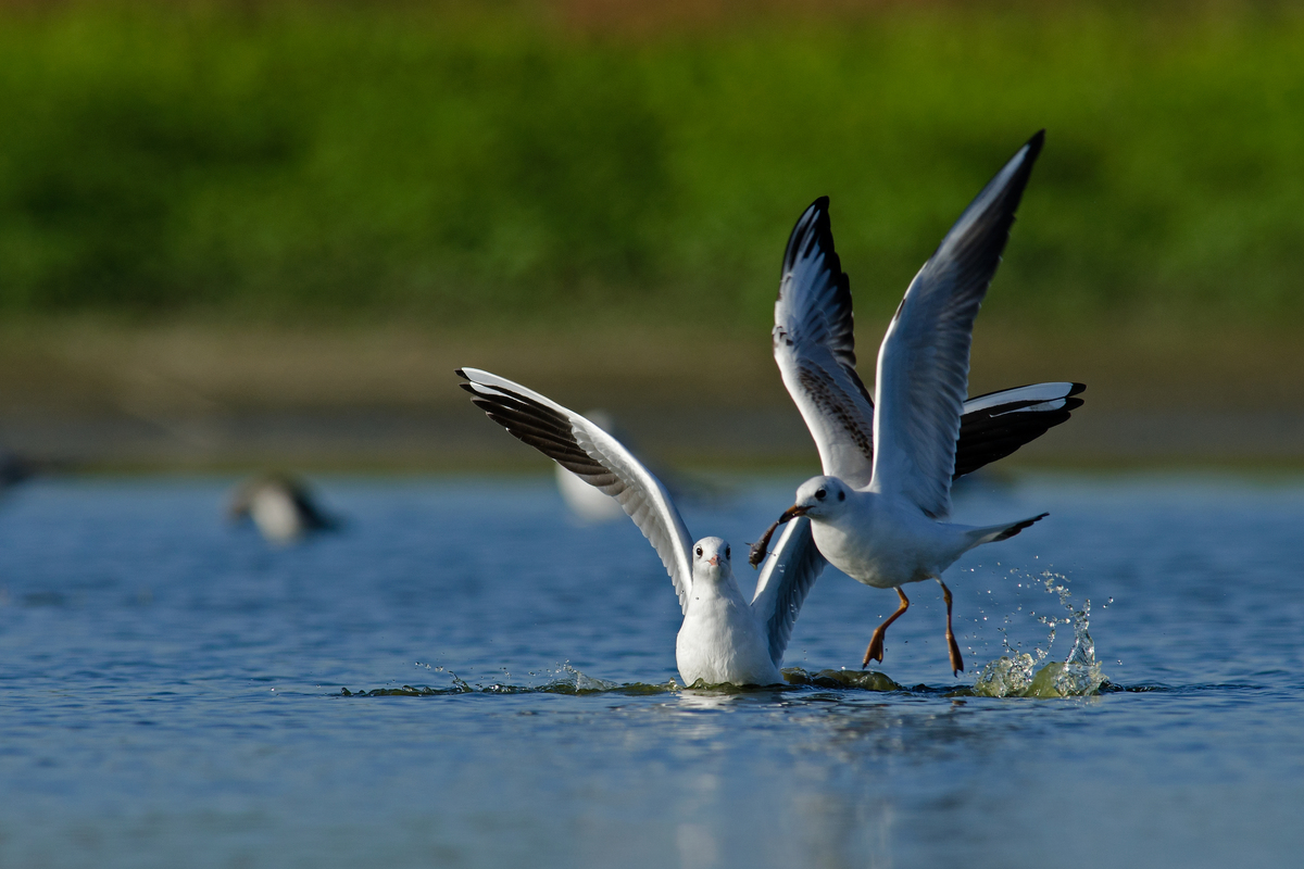 Násfayné Kőházi Mária