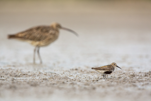Ha nagy leszek, póling leszek.