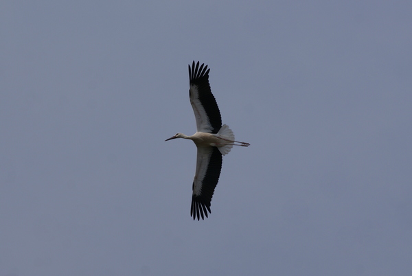 A repülés elmélete