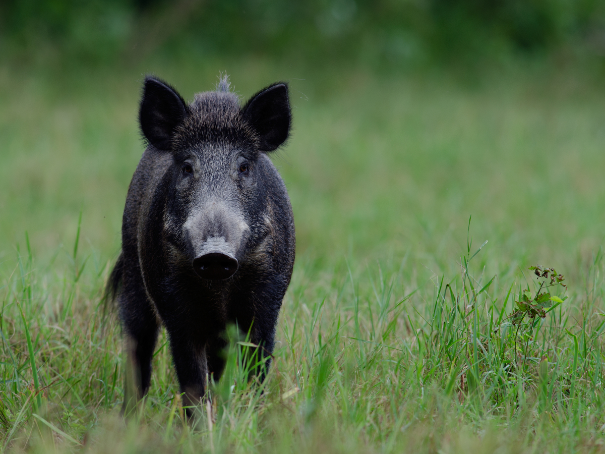Násfayné Kőházi Mária