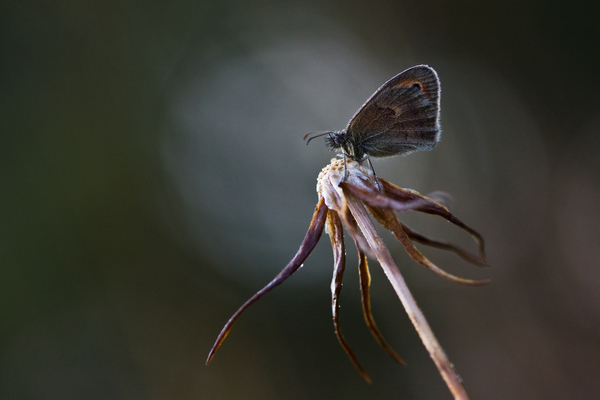 Egy szénalepke reggele 