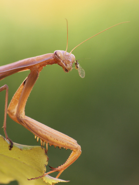 Ejnye, a szemembe repült egy bogár!