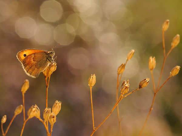 A kis szénalepke reggele