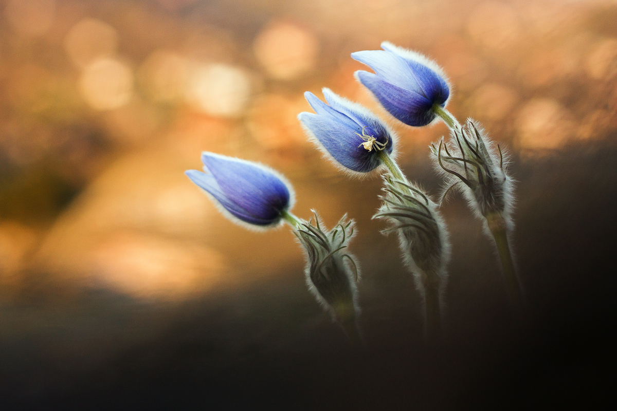 Sándor-Tóth Zsuzsanna