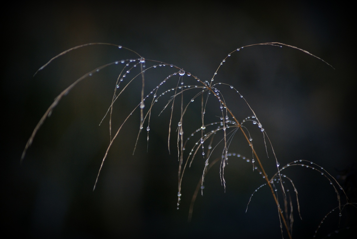 Laczkó-Magyar György