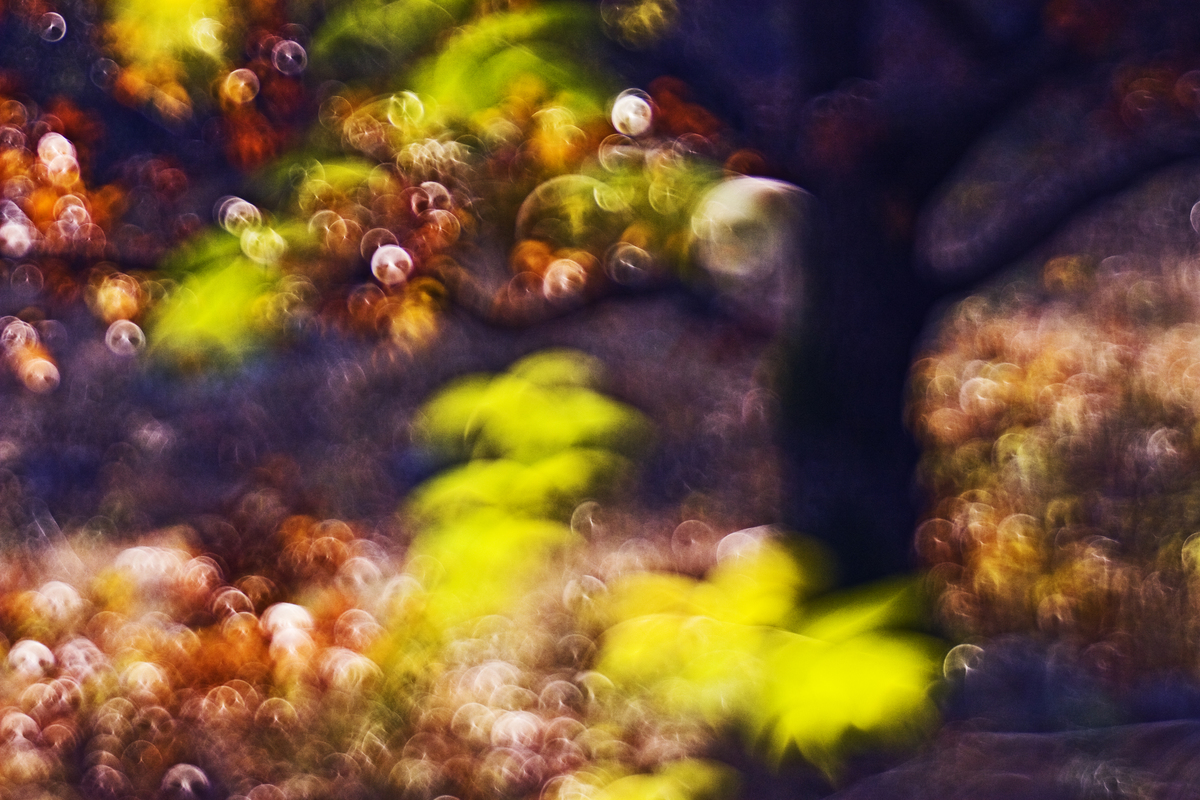 Sándor-Tóth Zsuzsanna