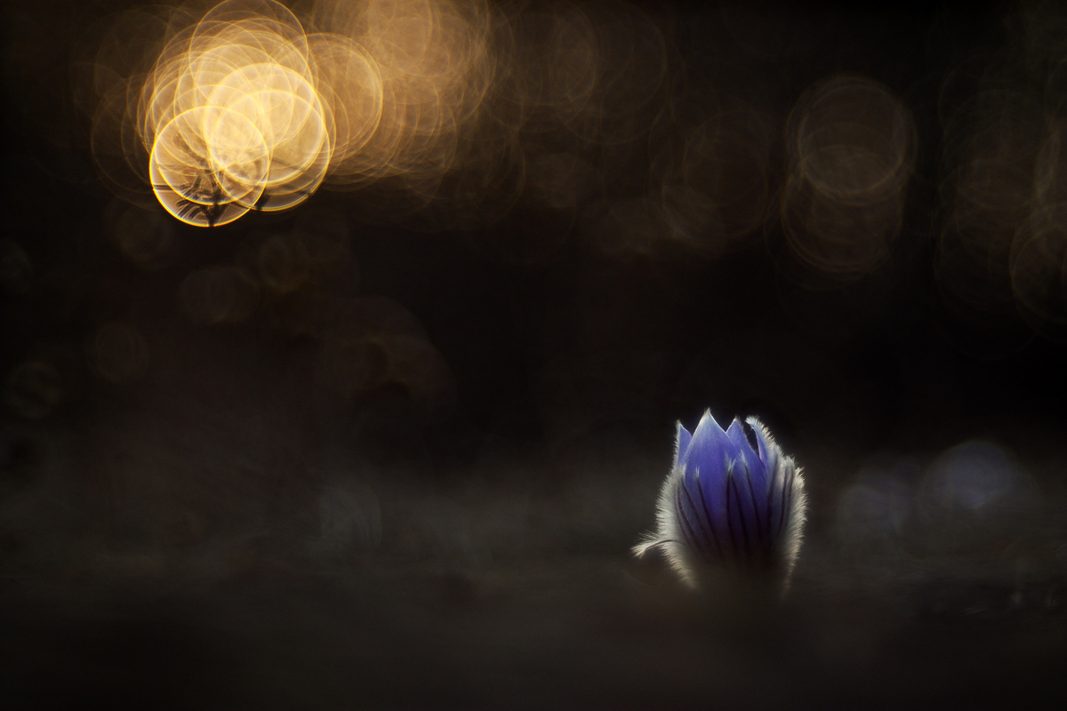 Sándor-Tóth Zsuzsanna