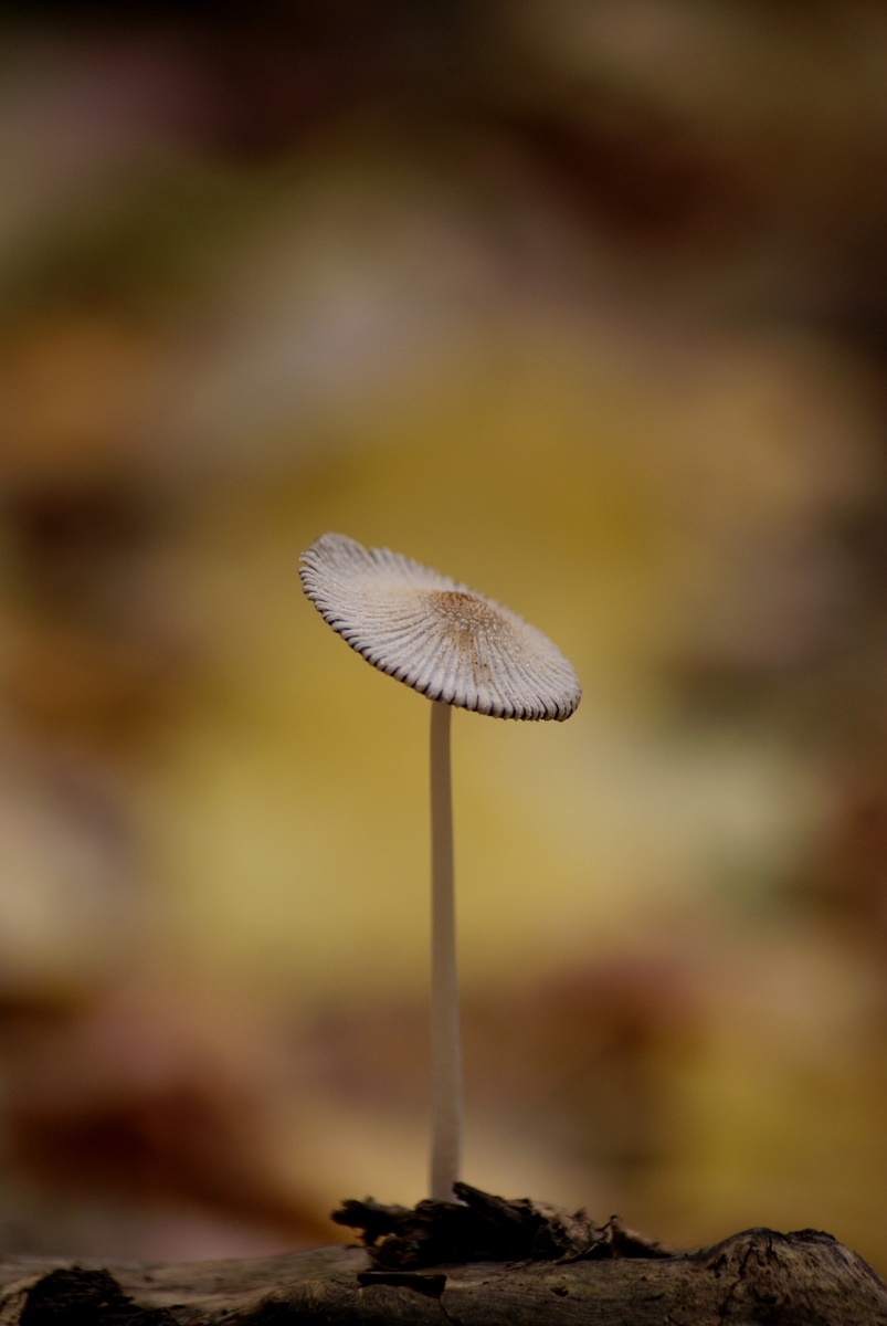 Laczkó-Magyar György