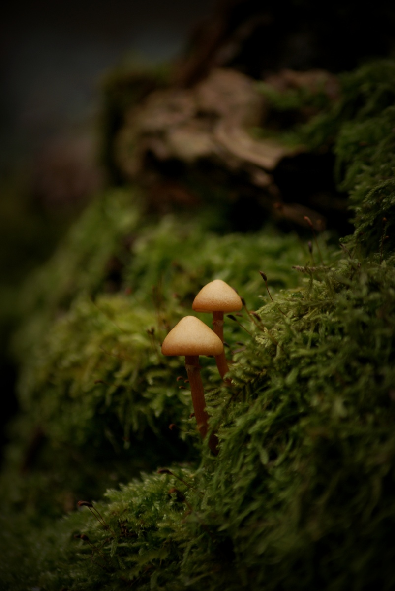 Laczkó-Magyar György