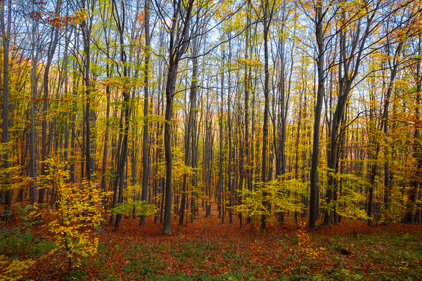 Őszi színekben pompázó bükkös