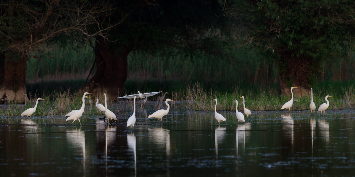 Násfayné Kőházi Mária
