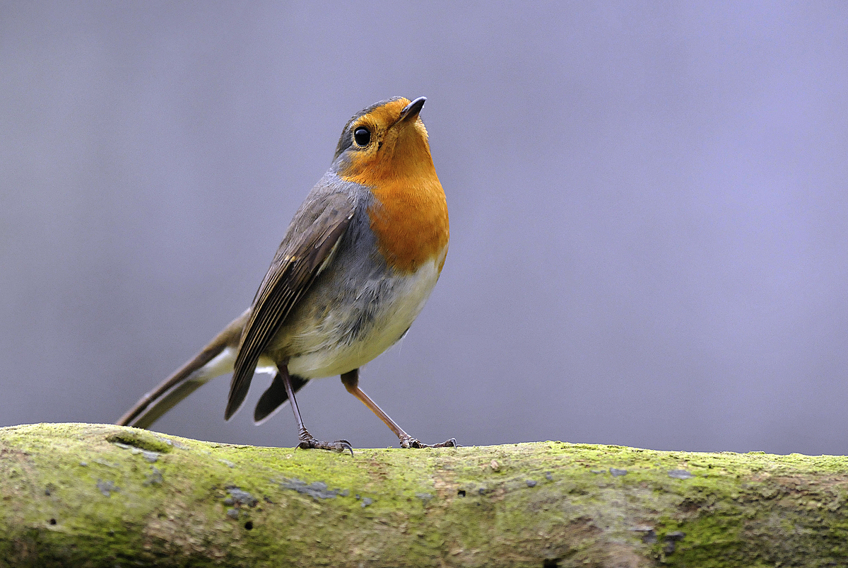 Gaál Zoltán Péter