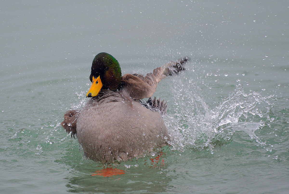Gaál Zoltán Péter