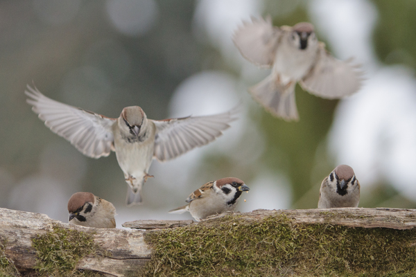 Verseny a táplálékért