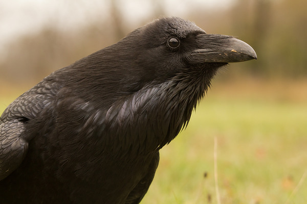 Nekem valmi itt gyanús!