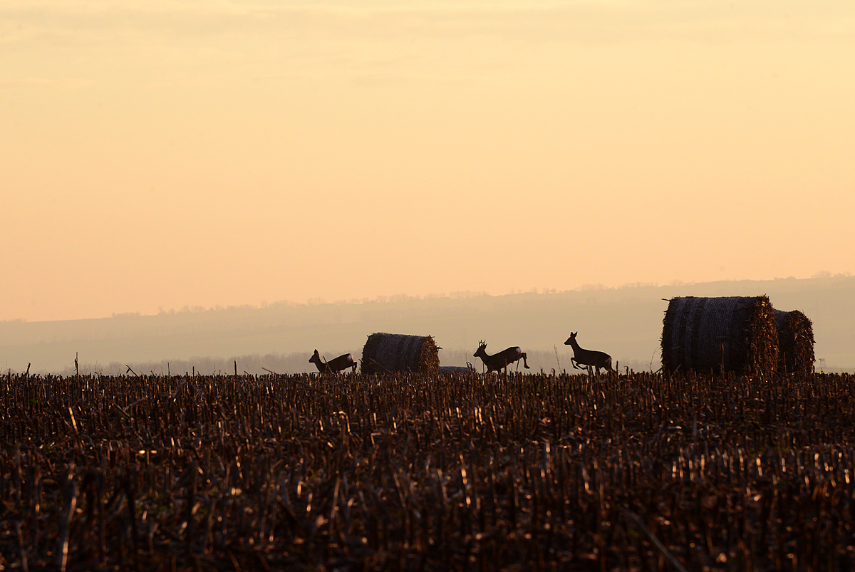 Gaál Zoltán Péter