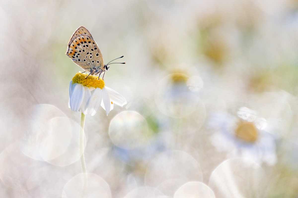 Sándor-Tóth Zsuzsanna