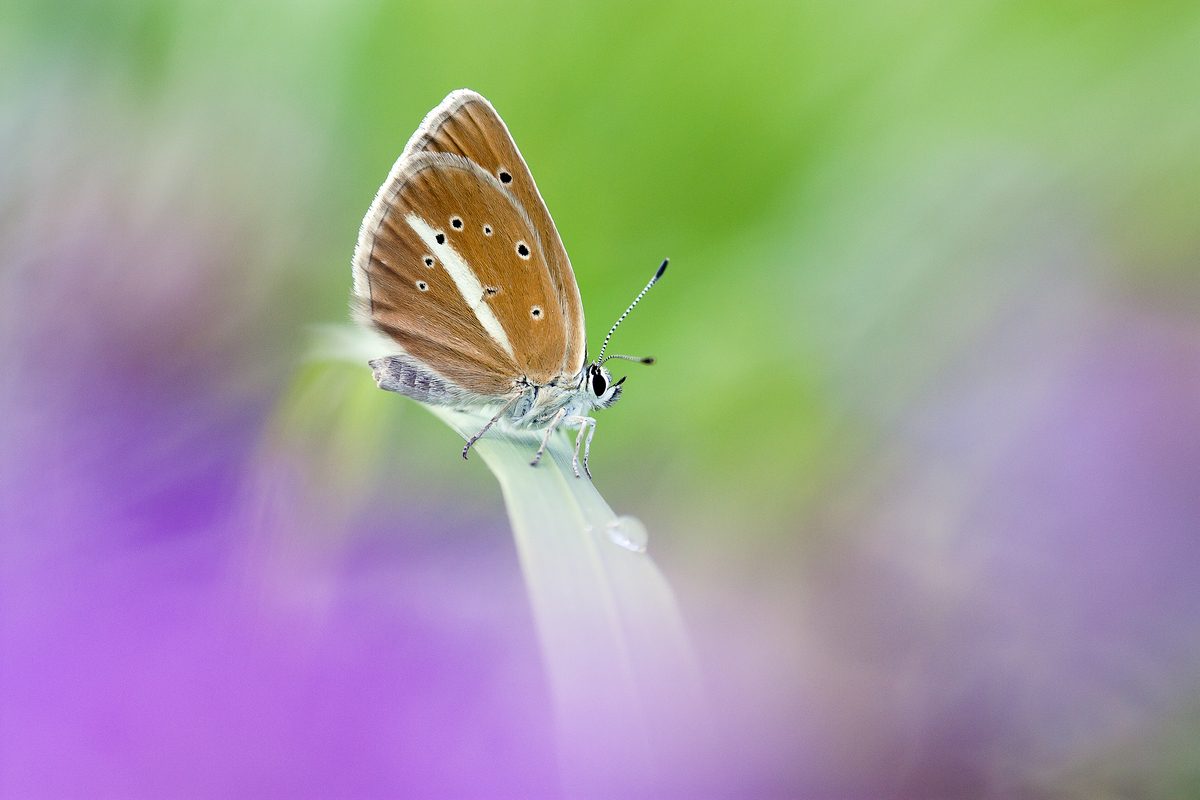 Sándor-Tóth Zsuzsanna