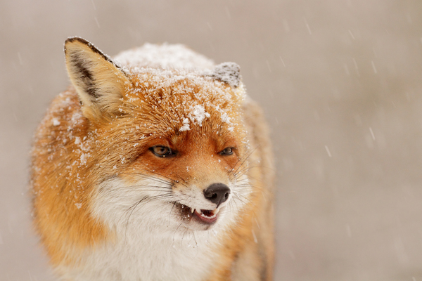 Nem adom, az enyém!