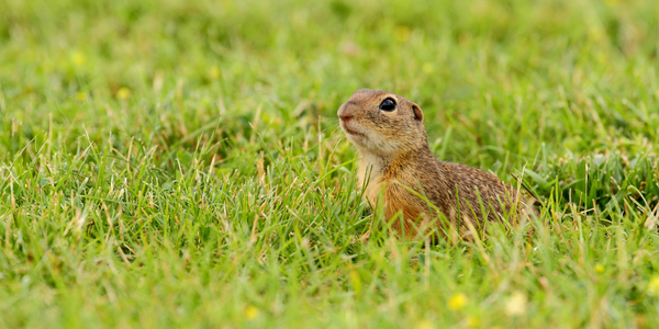 Fürge ürge a zöldben