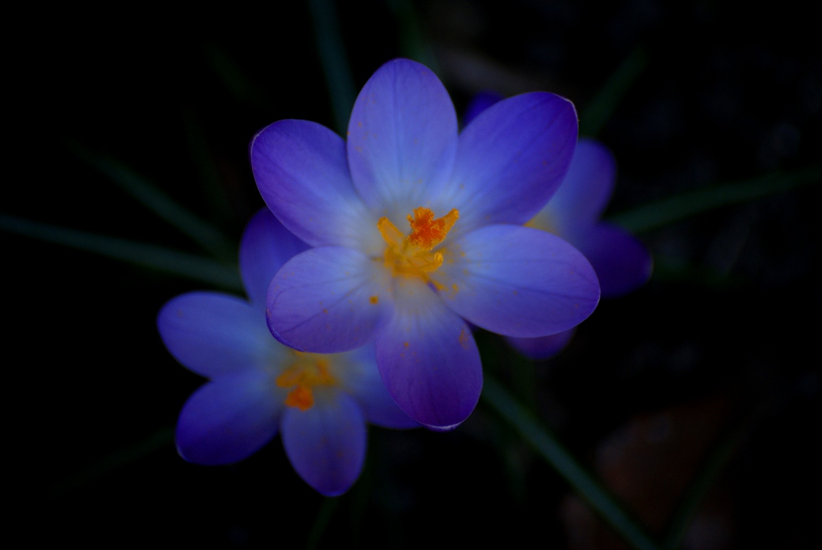 Laczkó-Magyar György