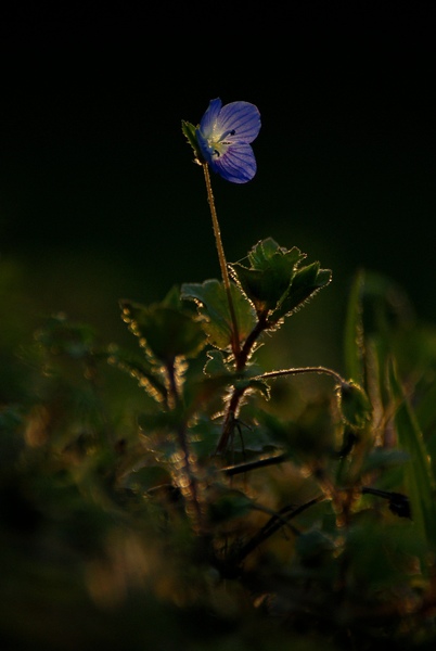 Délutáni pózolás