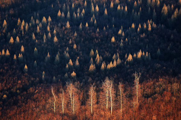 Alkonyati ecsetvonások