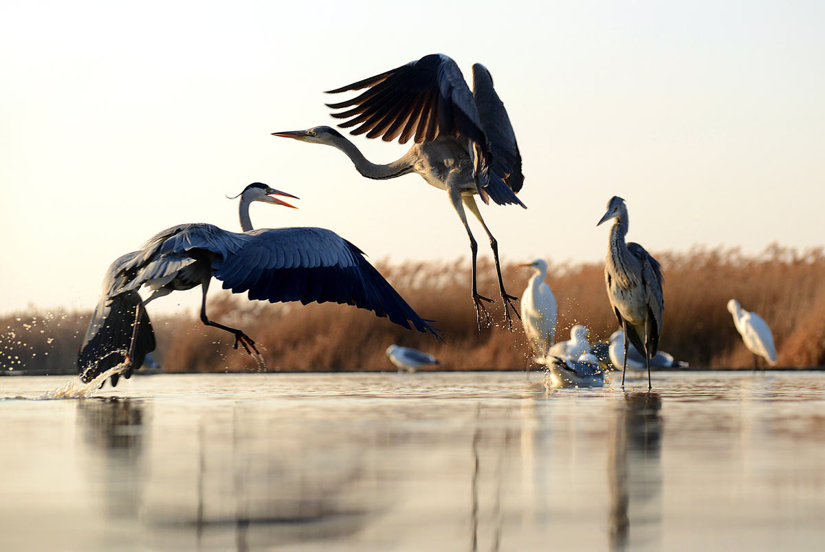 Gaál Zoltán Péter
