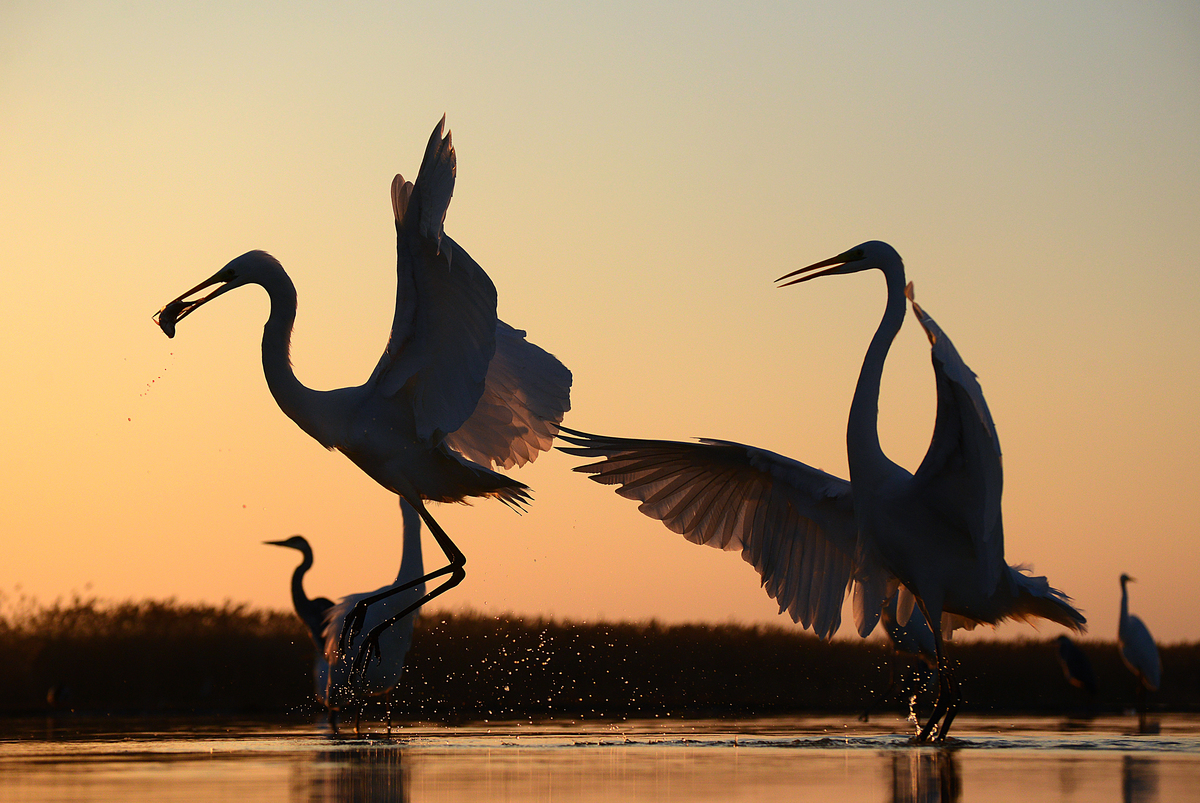 Gaál Zoltán Péter
