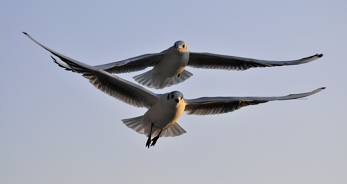 Gaál Zoltán Péter