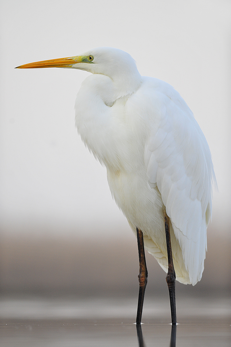 Gaál Zoltán Péter